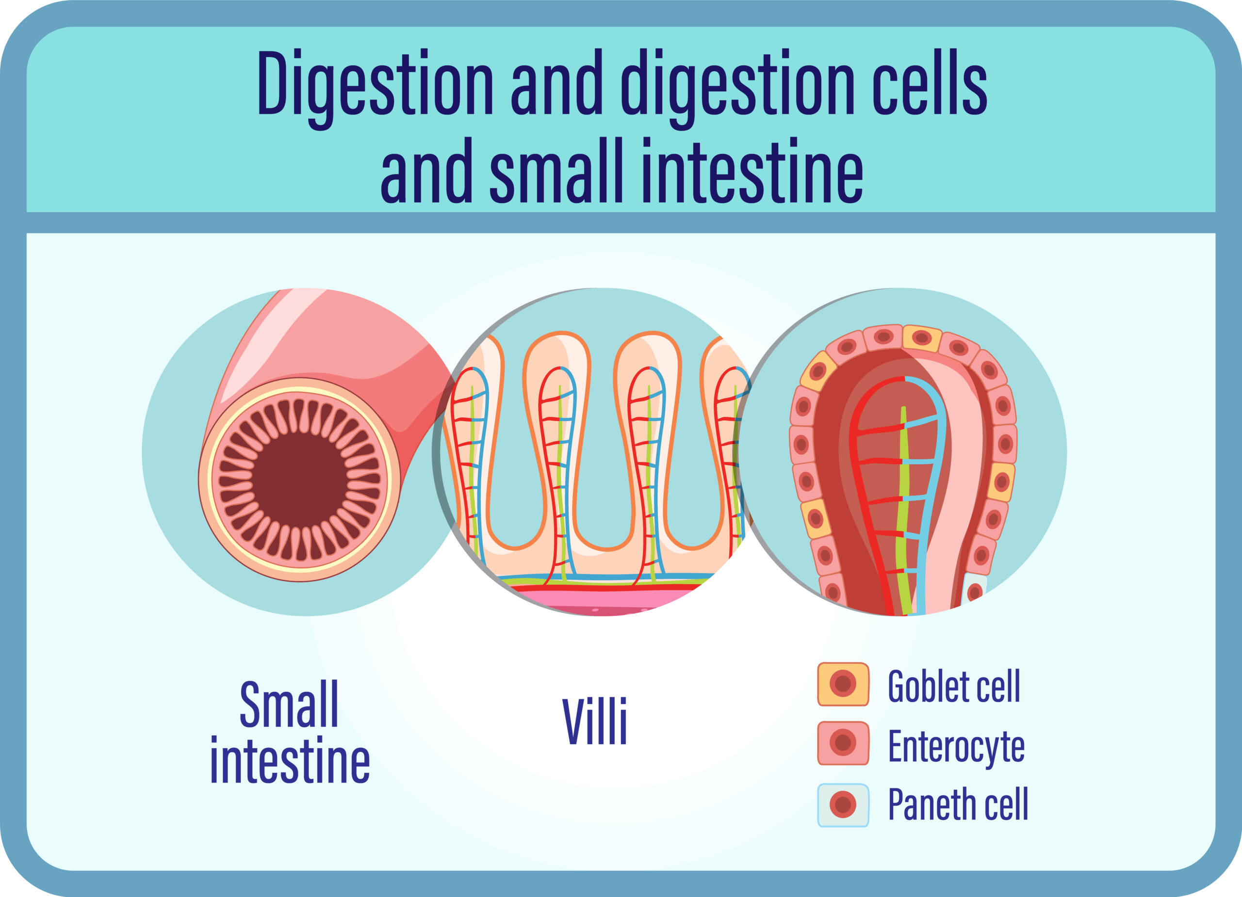 Digestion anddigestion cells and small intestine